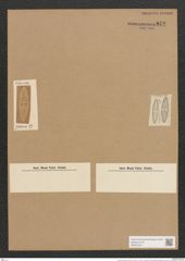 Navicula contermina A.Schm. (de-Toni-Nr.: Genus 1, Species 391) Zeichnungen Sammlung Grunow Nr. 872 (NHMW-BOT-W0367324)